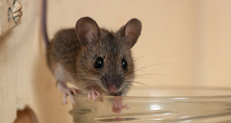 Rat and Mice Control Company Surrey