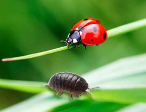 How Climate Affects Pest Control in Surrey and What You Can Do About It?