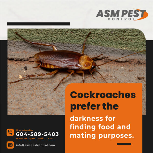 cockroach control Abbottsford | ASM Pest Control