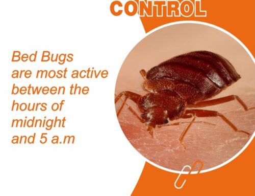 Bed Bug Control Maple Ridge- What They Are and How to Combat Them?