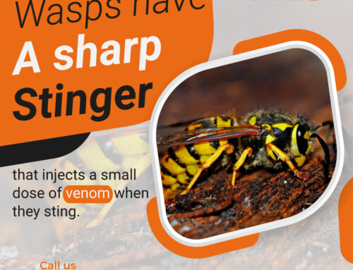 The Ultimate Guide to Wasp Control Maple Ridge: Keep Your Home Safe and Sting-Free