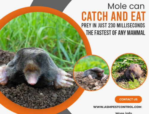 Eliminating Moles from Garden with Efficient Solutions of Pest Control in New Westminster