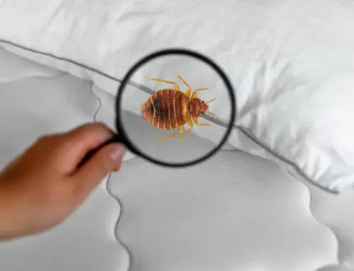 Top 5 Common Bed Bug Myths Busted: What You Need to Know