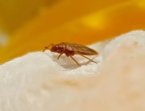 How to Identify and Treat Bed Bug Infestations at Home