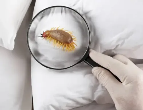 How to Identify and Treat Bed Bug Infestations at Home