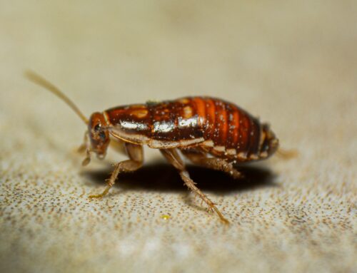 Effective Cockroach Control Methods for a Pest-Free Home