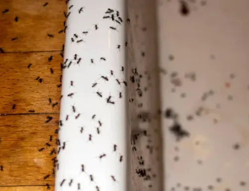 The Ultimate Guide to Ant Control and Removal for Your Home