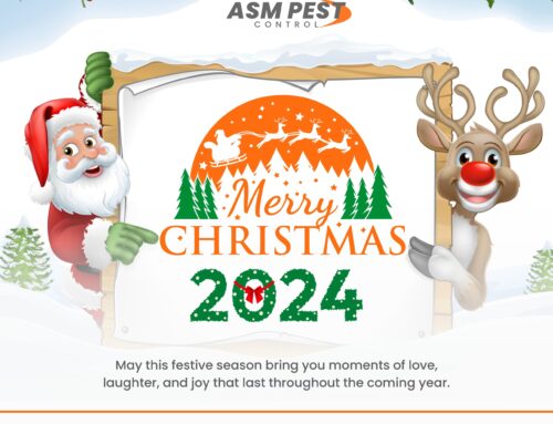 Pest Free Christmas 2024: Simple Home Maintenance Tips to Prevent Infestations