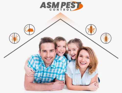 Common House Insects and Quick Prevention of Infestations in Your Home