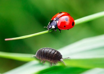 pest-control-surrey