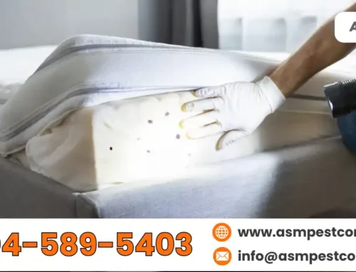 Pest Control Service for Bed Bugs: Safe and Effective Treatment Options