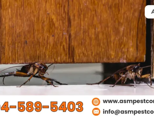 How Much Pest Control Cost to Get Rid of Cockroach Infestation?