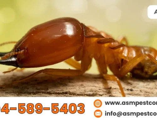 Commercial Insect Control: How to Maintain a Pest-Free Workplace