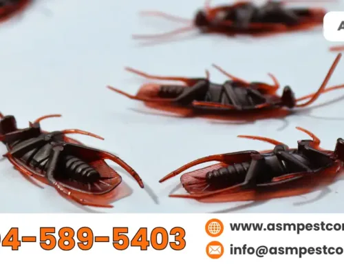 Exterminate Pest Control: Are Rodents and Roaches Invading Your House?