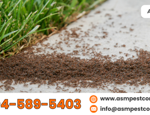 Insect Control for Home: Things You’re Doing to Attract Ants In Your Property