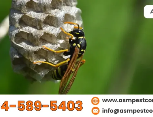 Pest Control Wasp Nest Removal – Quick Relief from Bees