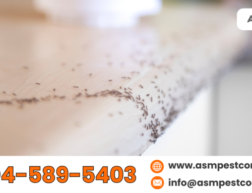 Commercial Ant Control: Why They Invade Homes During Winter?