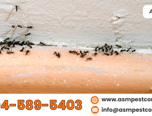 Best Way To Control Ants: How To Locate Carpenter Nests Inside Walls