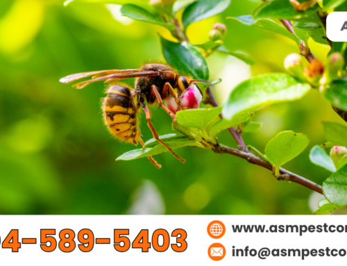 Pest Control Wasps: When to Call a Professional Exterminator